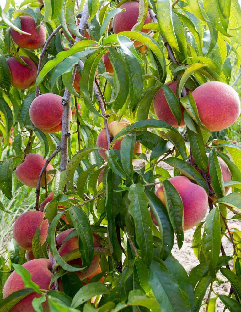 Lush Mouthwatering Bennett Peaches draped at their peak of ripeness for U Pick 